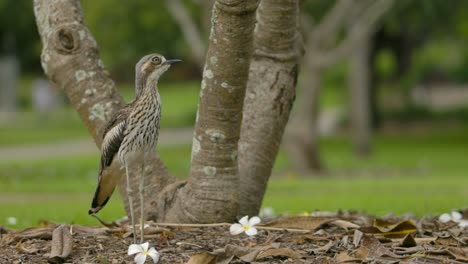 bush stone-curlew standing at foot of frangipani tree looks around