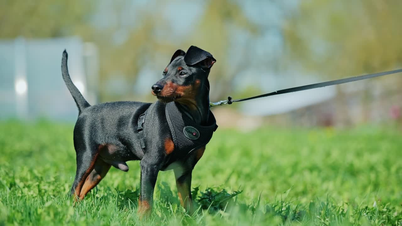 Zbliżenie przedstawia szczeniaka pinczera miniaturowego ciągnącego smycz z ciekawością i energią.