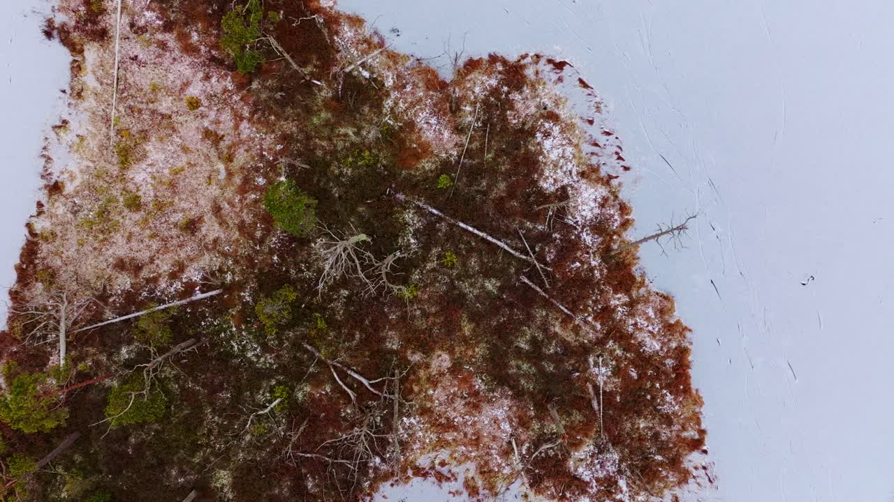 Brown mossy islands with dead trees break through snow-covered Skaista Lake ice