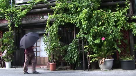 wide shot of plants growing around a house, naha, okinawa, japan