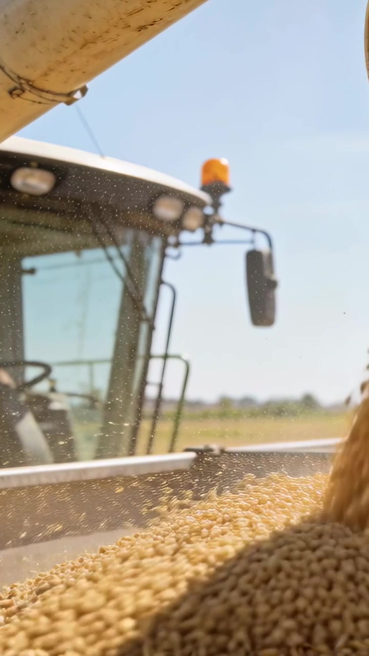Vertical video: Pouring grain into trailer in field to fill truck, auger turning, operator watching