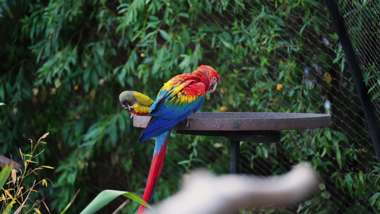 Close up of red Macaw birds on a stand at the zoo