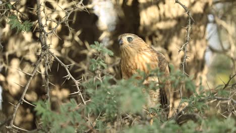 medium shot of a juvenile gabar goshawk sitting camouflaged in a thorn tree, kgalagadi transfrontier park