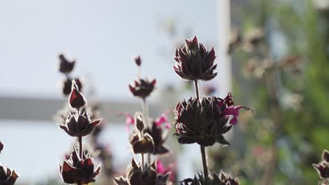 primer plano de las plantas en un día soleado en el parque