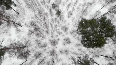 cinematic view over snow covered forest, barren trees, birds eye view, aerial