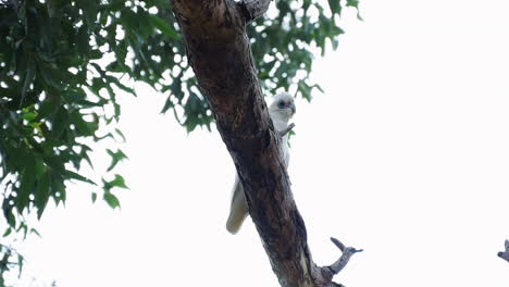 short-billed corella bird sitting on branch of tree against sky in kamay botany bay national park, nsw, australia