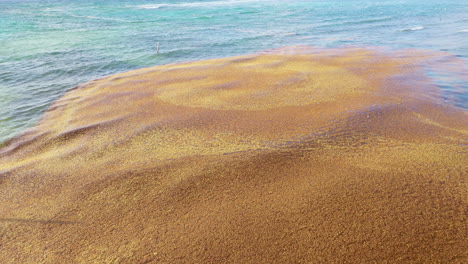 tiro de dron de algas sargazo ondeando en las olas del océano