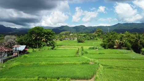 Terraced-rice-Farmlands-and-the-settlement-of-Buleleng,-Bali,-Indonesia