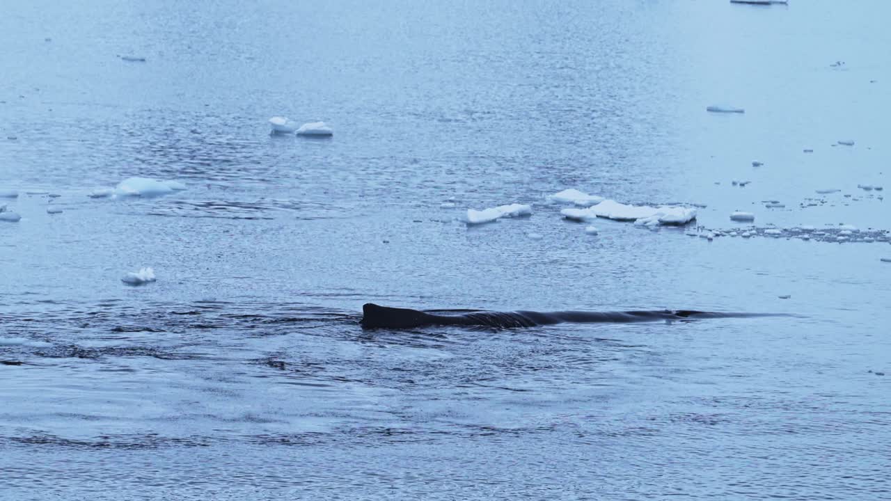 남극 해역에 서식하는 어리 고래