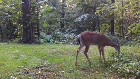 Female-Whitetail-deer-grazing-on-clover-in-a-clearing-the-the-woods,-a-yearling-wonders-into-view