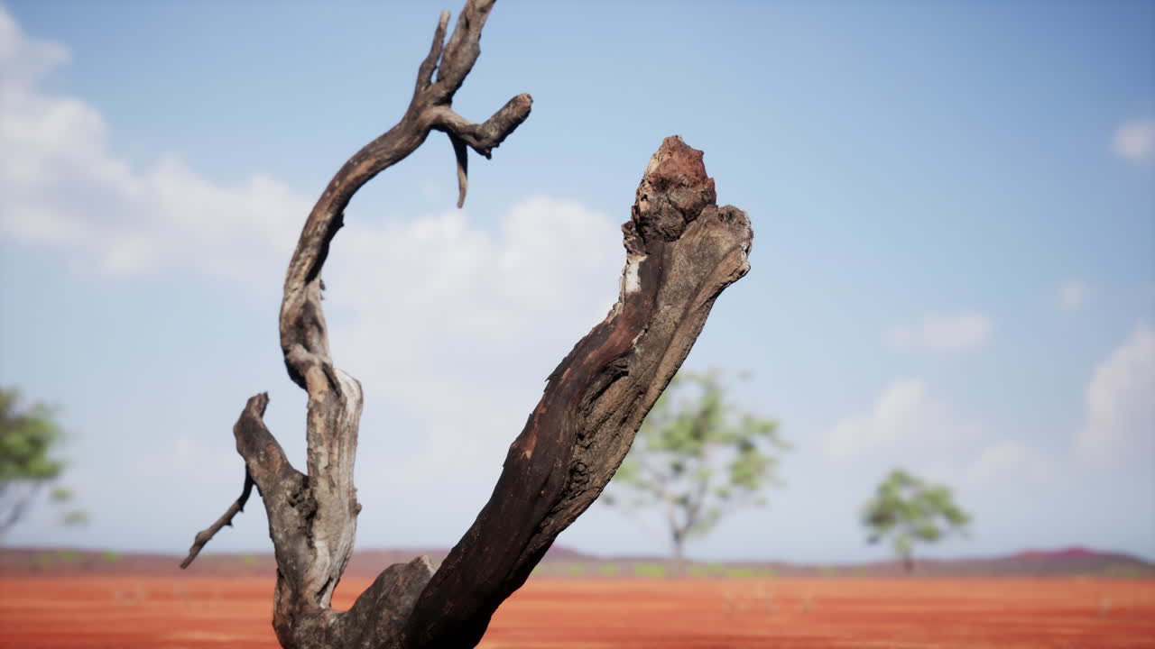 paisaje seco de pastizales y árboles en invierno