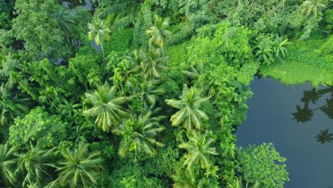 Vista-Aérea-O-De-Drones-De-Una-Jungla-Verde-Profunda-6