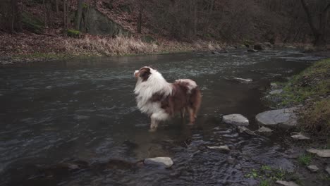 australian shepherd dog walking and drinking river water, wide angle view, forest background