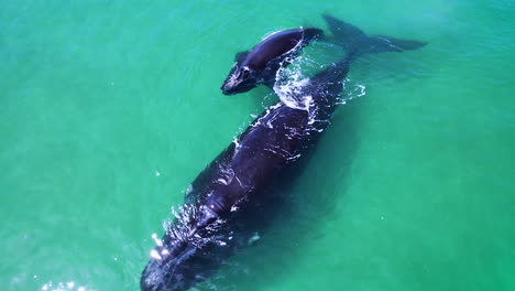 right whale calf sticking close to mom for protection in shallows, drone view