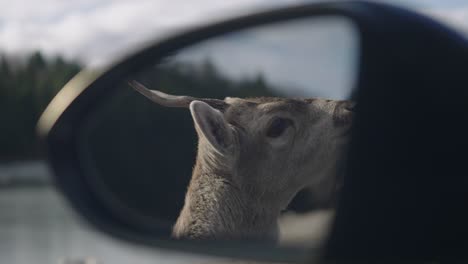 cute young deer reflection on the side mirror of the tourist car in parc omega, quebec, canada - closeup shot, slow motion