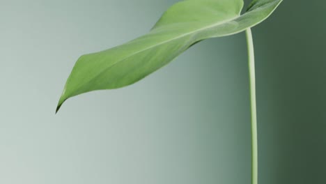 close up of green leaf on green background with copy space in slow motion