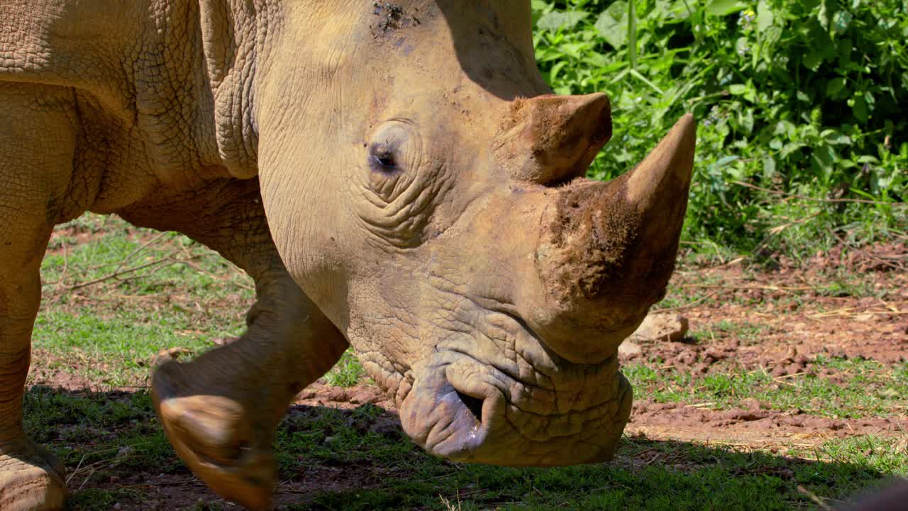 동아프리카 우간다의 야생에서 이 있는 코소 초상화.