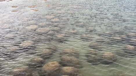 Amazing-View-Of-Living-Rocklike-Organisms-Of-Lake-Clifton-Thrombolites-In-Clifton,-Western-Australia