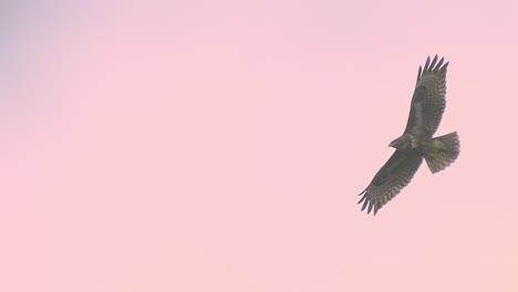 A-slow-motion-video-of-a-mighty-hawk-is-flying-high-in-the-pinkish-sky