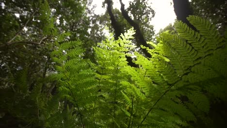 rotando alrededor de la planta de helecho