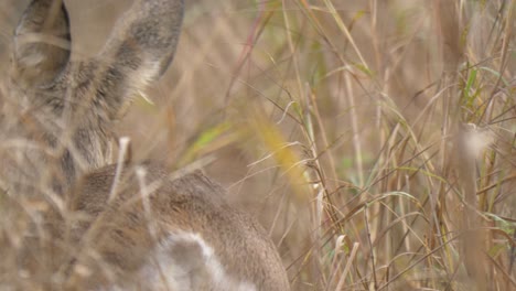 Backside-view-of-Roe-deer-slowly-walking-away-in-peace-on-meadow-in-northern-sweden