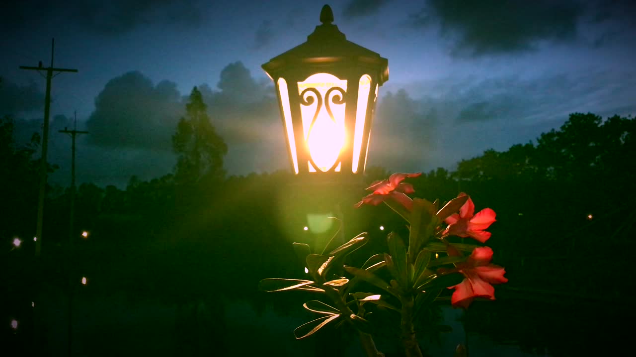 Lamp light and flower on night background