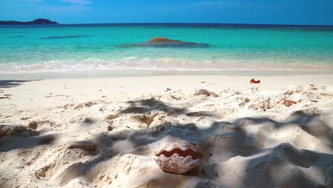 beautiful cinemagraph seamless video loop of a big shell clam on a remote tropic asian seaside sand beach at perhentian island, malaysia with a huge tree and vibrant panoramic sea view. blue sky and turquoise water at the scenic tourist vacation location