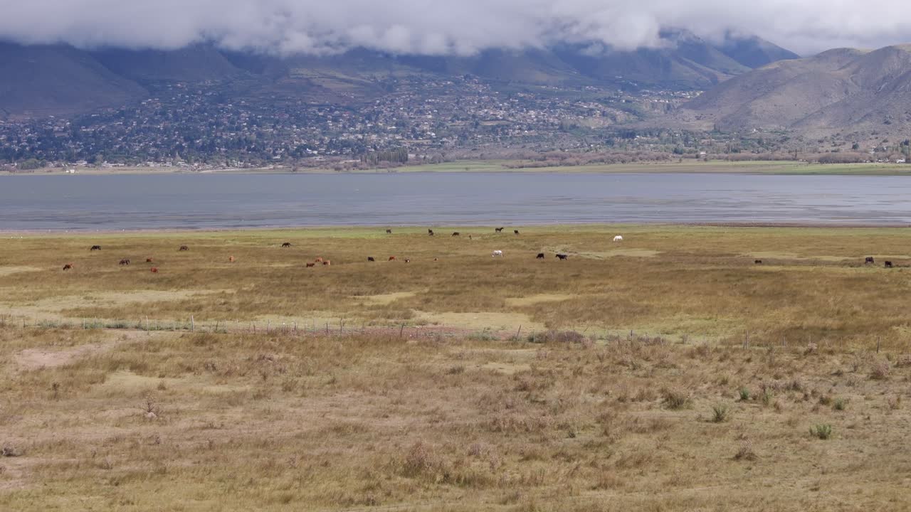 아르헨티나 투쿠만 주 타피 델 발레 (tafí del valle) 의 디케 라 앙고스투라 (dique de la angostura) 해안 근처에서 휴식을 취하고 있는 말들