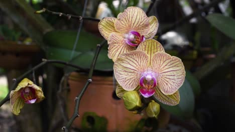 flor de orquídea de polilla plantada en un jardín en maceta