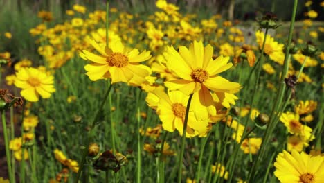 yellow chamomile flowers swaying in wind