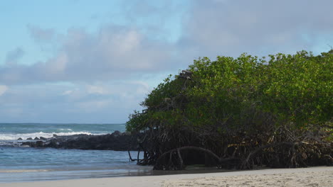 galapagos brown pelican flying to land on mangrove trees on tortuga bay beach in the galapagos islands