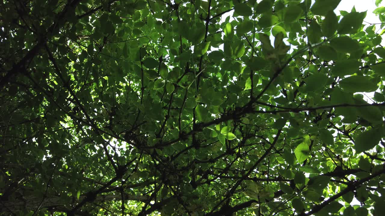 Looking up at tree canopy during the day, green leaves on tree, spin shot