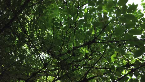 looking up at tree canopy during the day, green leaves on tree, spin shot