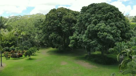 fly over with giant old mango trees and mowed grass on hawaii island