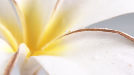 Las-Gotas-De-Agua-Caen-En-El-Pétalo-De-La-Flor,-Luego-Se-Deslizan-Hacia-El-Ovario-Amarillo-De-La-Flor