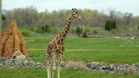 a reticulated giraffe, or somali giraffe, walking across its habitat, wide shot