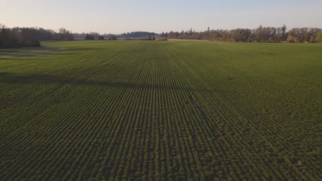 Landwirtschaft,-Reihen-Von-Smaragdgrünen-Pflanzen,-Perfekt-Organisiert