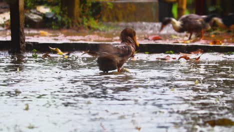 a brown duck attempts to preen itself but the rain becomes too much and it flaps its wings in frustration