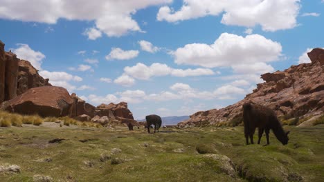 llamas pastando en las tierras altas de bolivia bajo un cielo azul, toma amplia