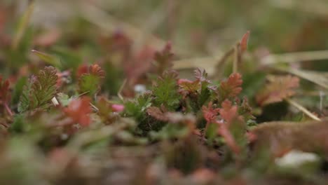 Makro-Nahaufnahme-Von-Kleinen-Grünen-Pflanzen,-Die-Im-Herbst-Leuchtend-Rot-Werden