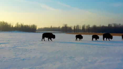 4k-2-3-Mutterbison-Mit-Nachkommenkopf-Von-Links-Nach-Rechts-Profilschattenansicht-Am-Sonnenaufgang-Wintertag-In-Einem-Spezialisierten-Lebensraum,-Um-Diesen-Armen-Tieren-Zu-Helfen,-In-Der-Zahl-Zu-Wachsen,-Da-Sie-Gefährdet-Sind-Zu-Leben