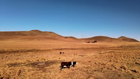 lone cattle standing in a peaceful winter farmland under a clear blue sky, completely isolated - captured with a drone