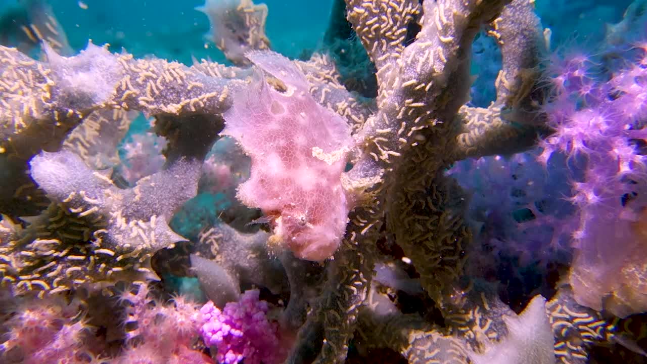 el pez sapo inmóvil se mezcla camuflado contra el arrecife de coral púrpura suave