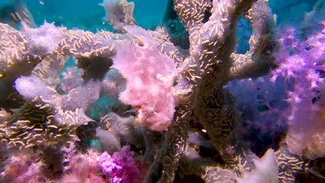 Immobile-Spotfin-Frogfish-Blends-in-Camouflaged-Against-Soft-Purple-Coral-Reef