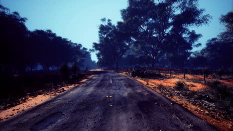 scenic empty road surrounded by dense trees in a quiet natural landscape