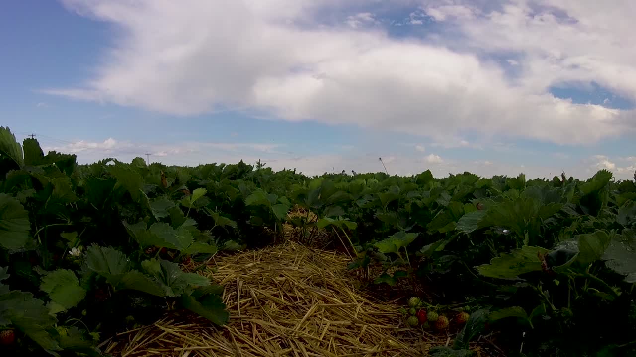 한 줄의 딸기를 바라보는 낮은 샷