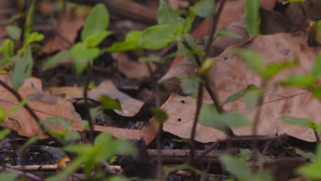 a king swallowtail butterfly mudpuddling on forest floor in sunlight, then lifts off in slow motion in peru’s rainforest closeup.