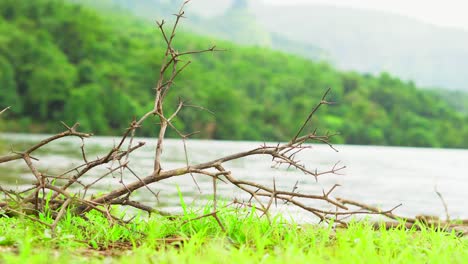 Schöner-Wald,-Fließendes-Flusswasser,-Mann,-Der-Auf-Einem-Rahmen-Kommt