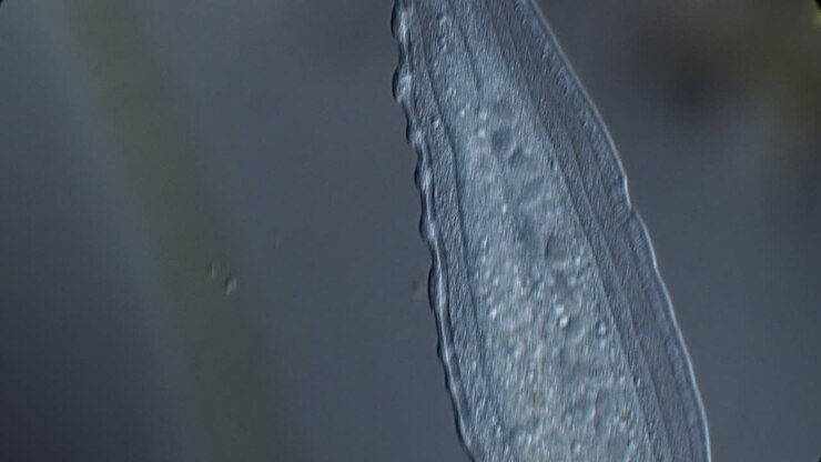 Microscopic View of a Worm-like Organism