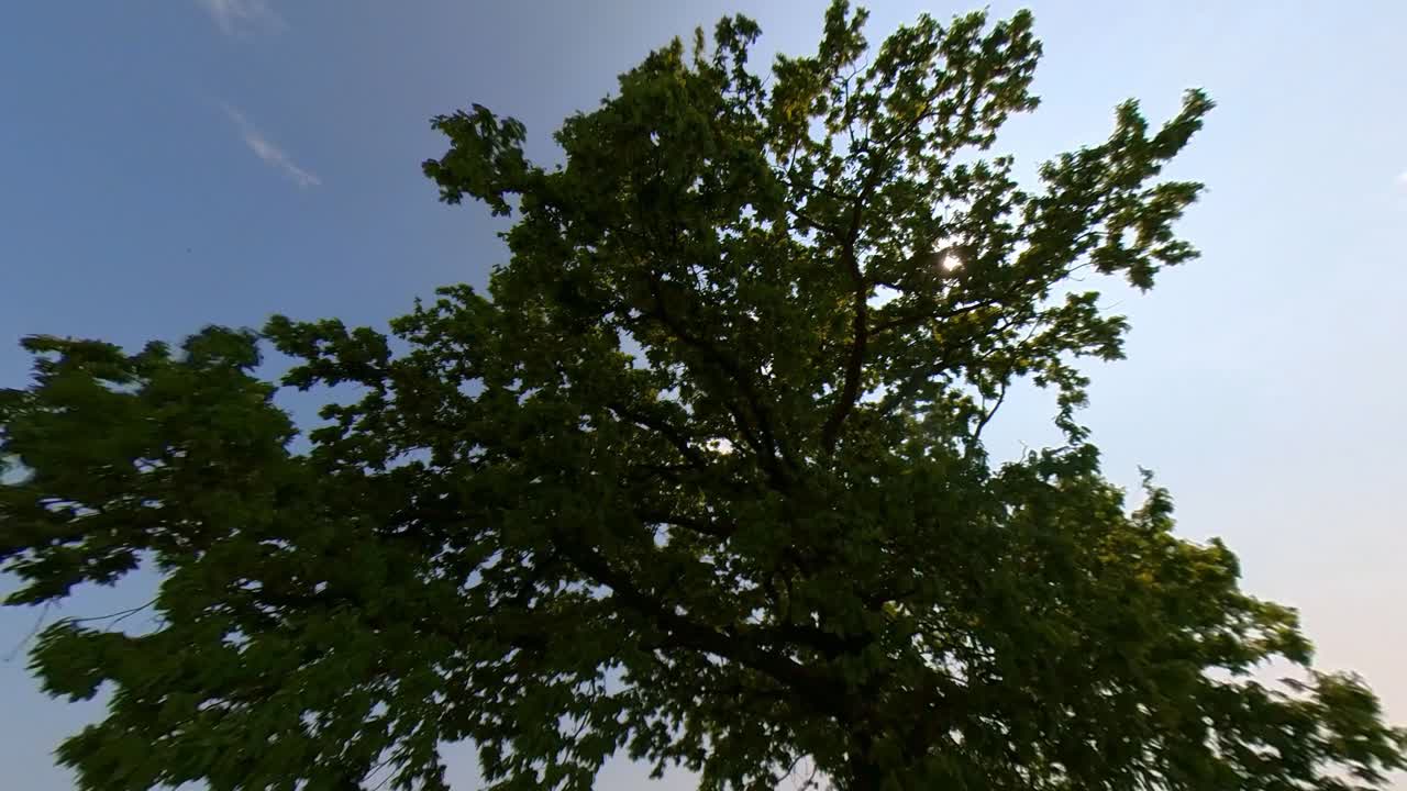 ⁇ 은 여름날 녹색  ⁇ 에 있는 나무의 느린 움직임의 광각 포트  ⁇